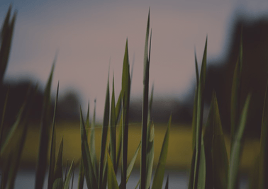 grass blurry